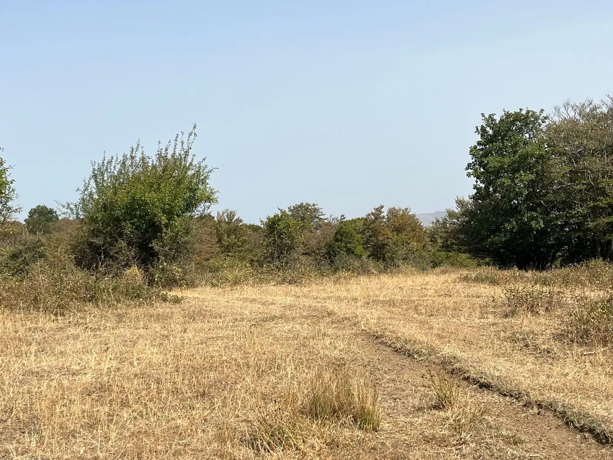 Il pianoro d'alta quota con i cespugli e la fascia di bosco che lo chiude