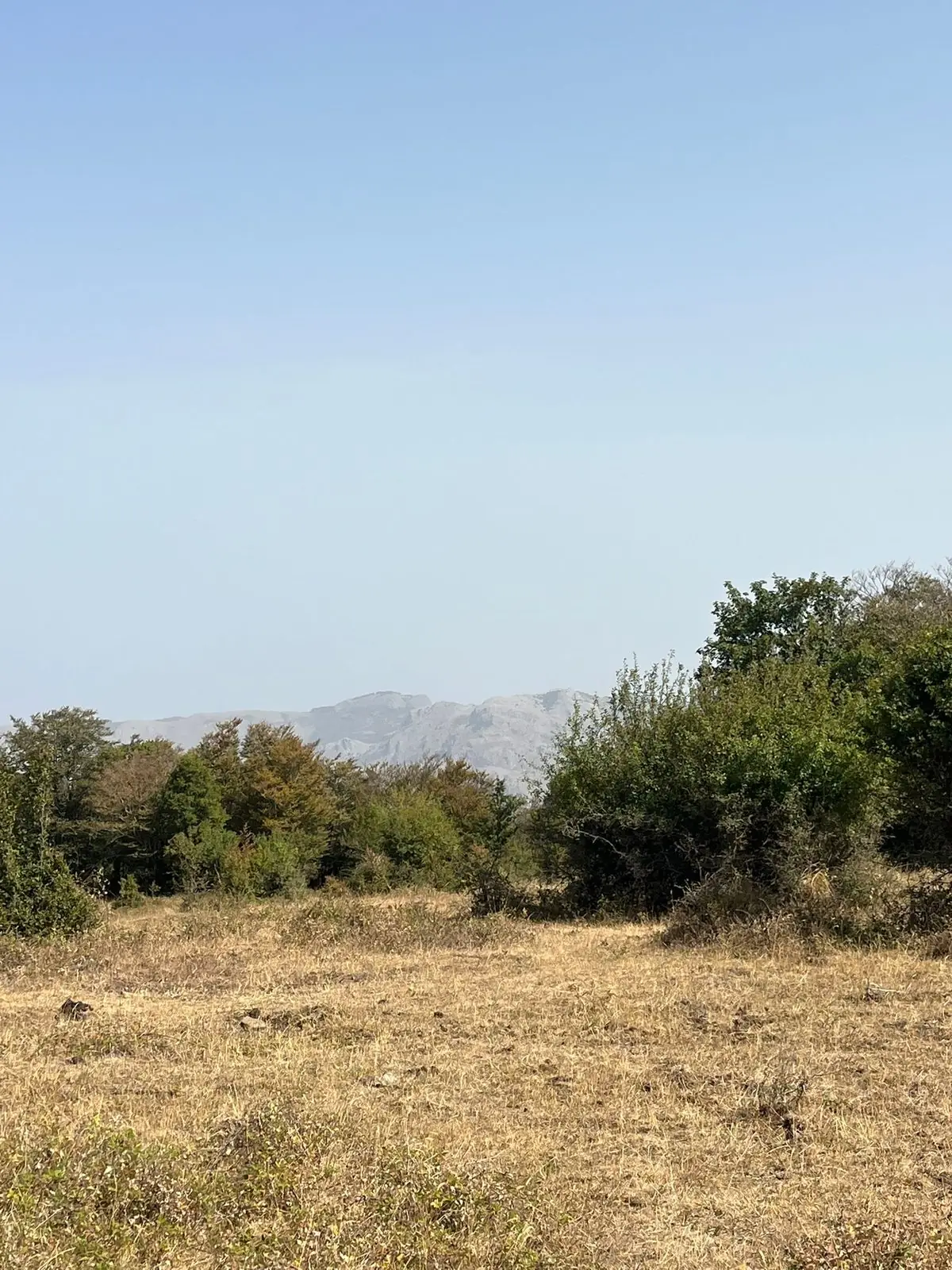 La linea del bosco e il profilo delle montagne calcaree in lontananza, nella foschia d'agosto