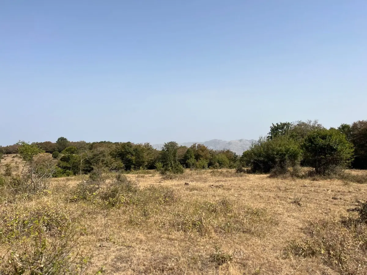 Il pianoro erboso bruciato dall'estate e, oltre gli alberi, il crinale di roccia chiara