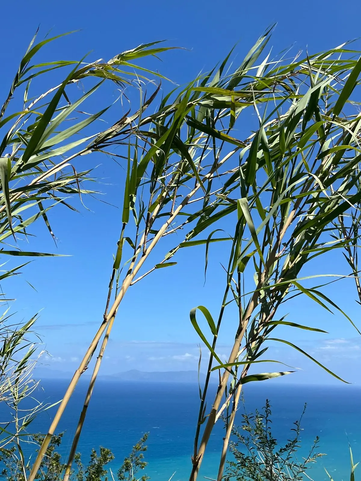 Canne mosse dal vento e le Eolie all'orizzonte, viste da Piraino