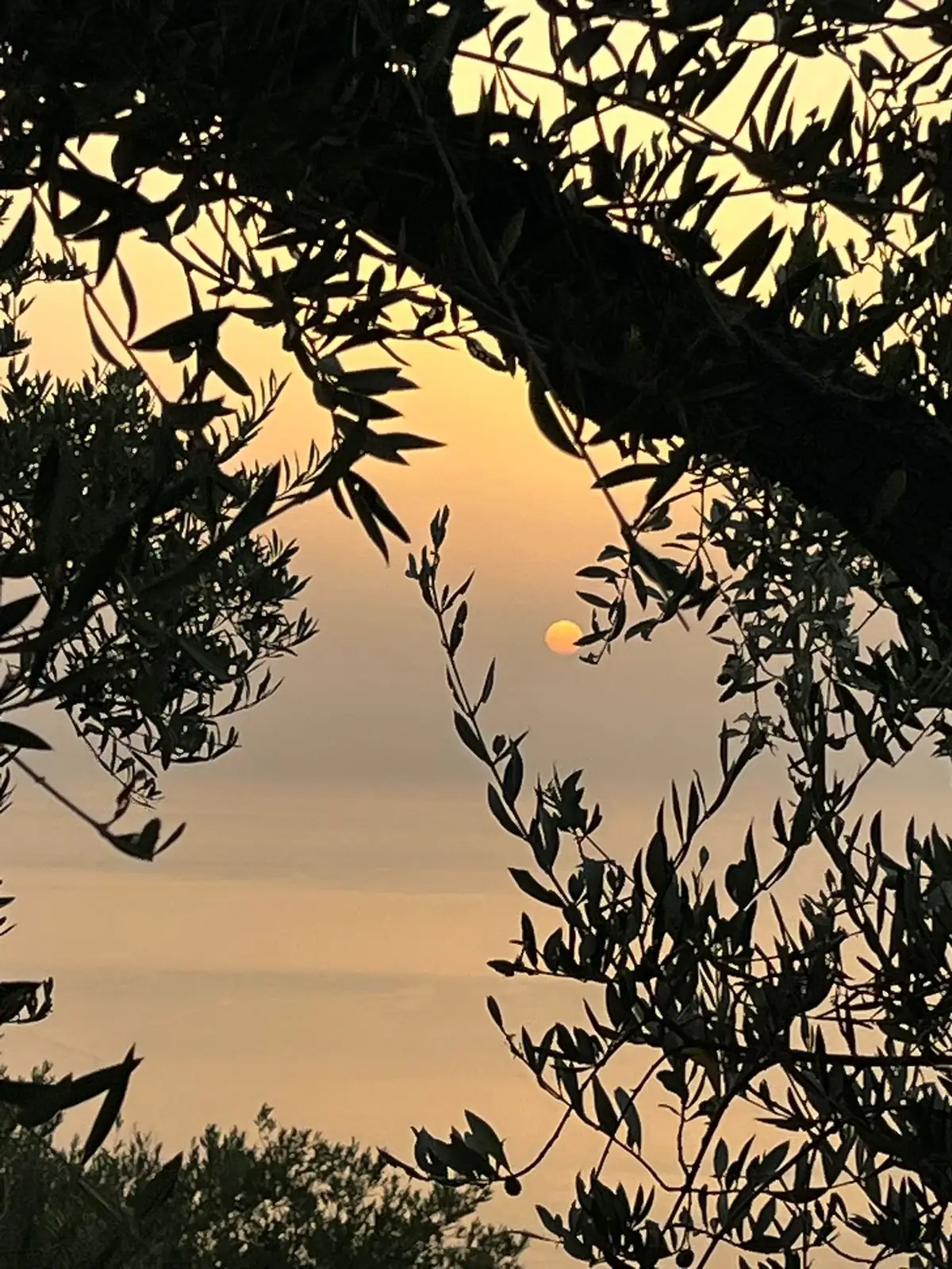 Il sole che cala fra i rami di un ulivo, dalla collina sopra Capo d'Orlando