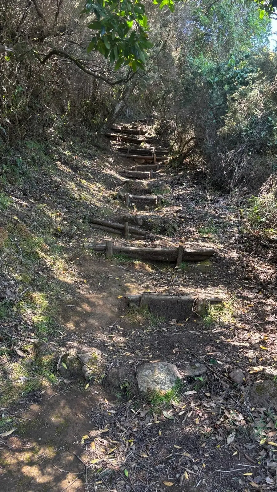 The flight of timber steps climbing through shaded woodland, on the steepest section