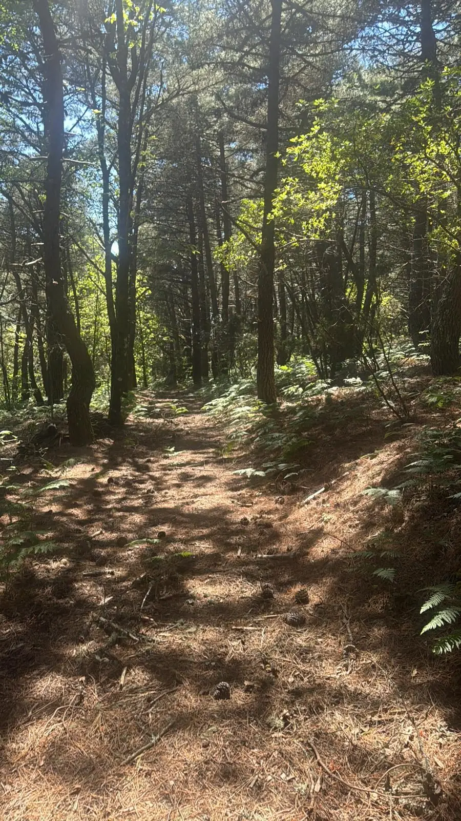 The path through the pine wood with its carpet of needles and ferns on either side, high on the mountain